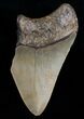Bargain Megalodon Tooth #6998-1